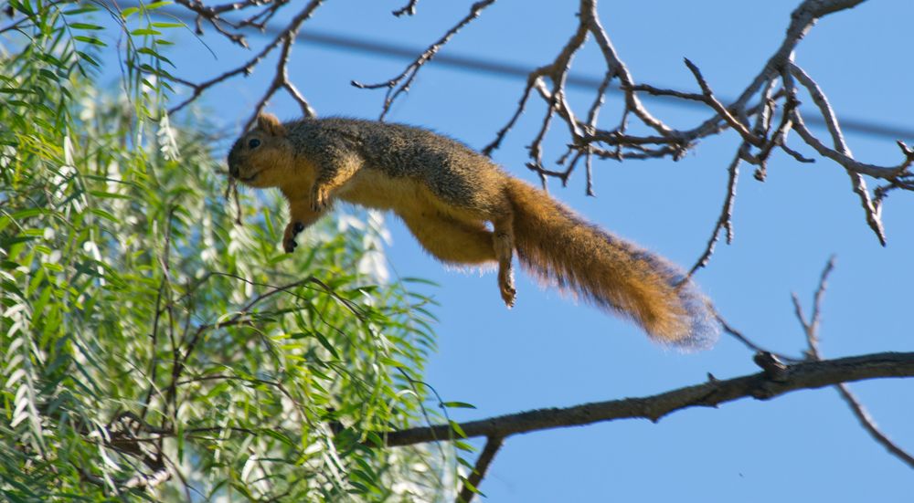 Grauhörnchen im Sprung