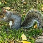 Grauhörnchen in Boston