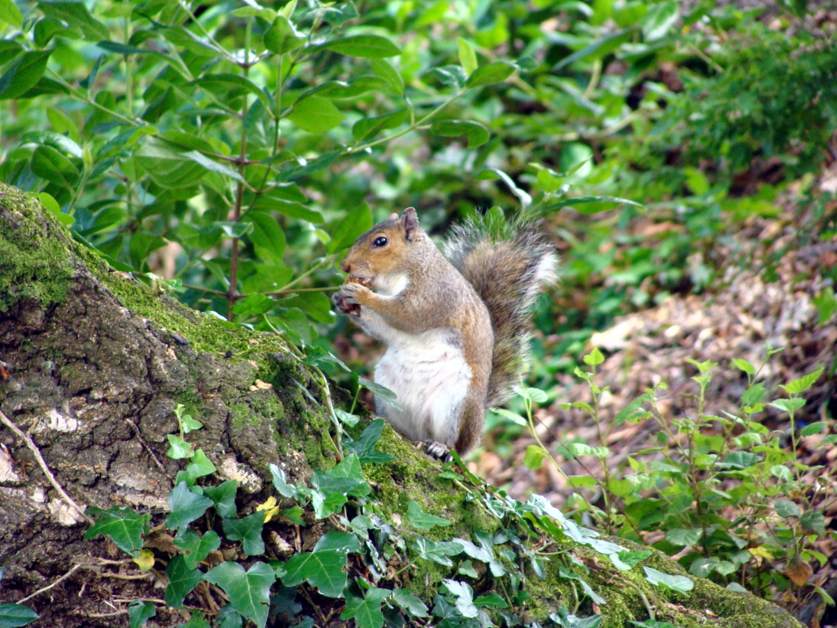 Grauhörnchen in Dublin