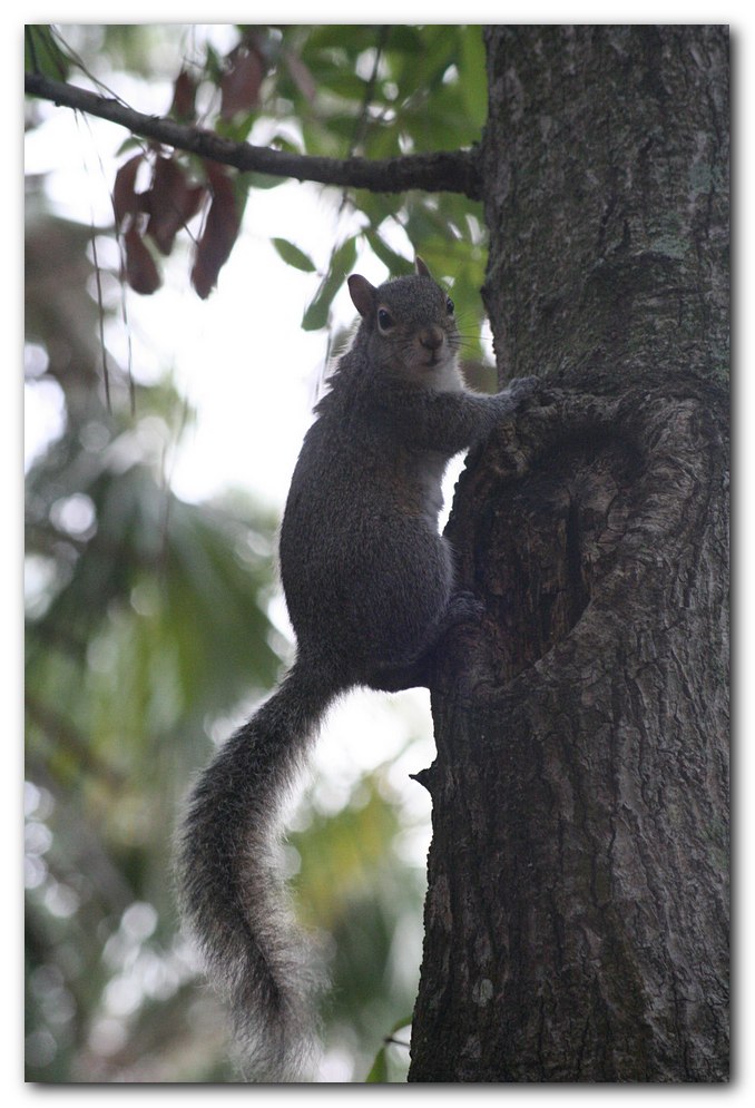 Grauhörnchen in Florida