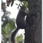 Grauhörnchen in Florida