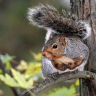 Grauhörnchen in "Habacht"-Stellung