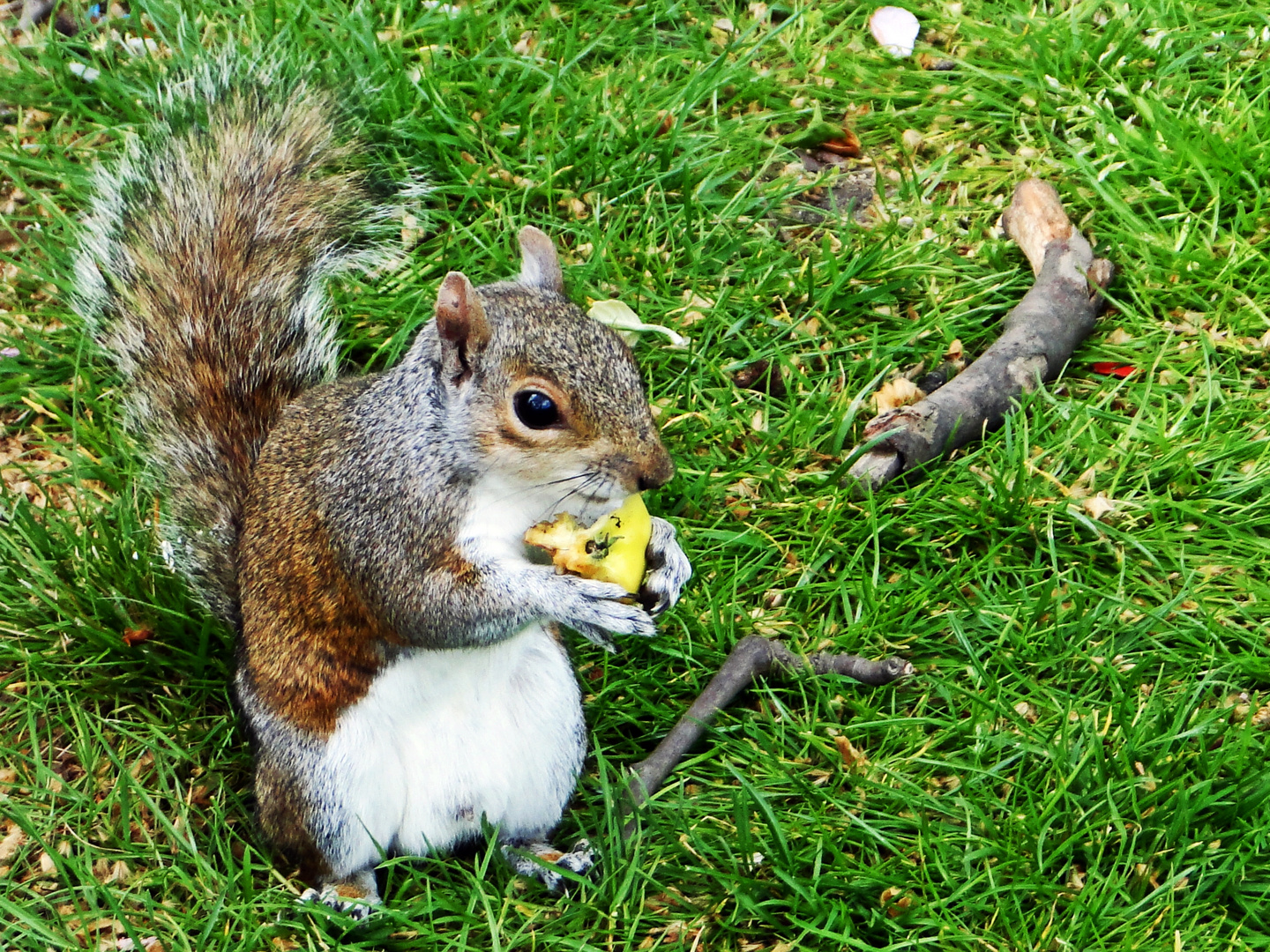 Grauhörnchen -Obsttag-