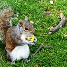 Grauhörnchen -Obsttag-