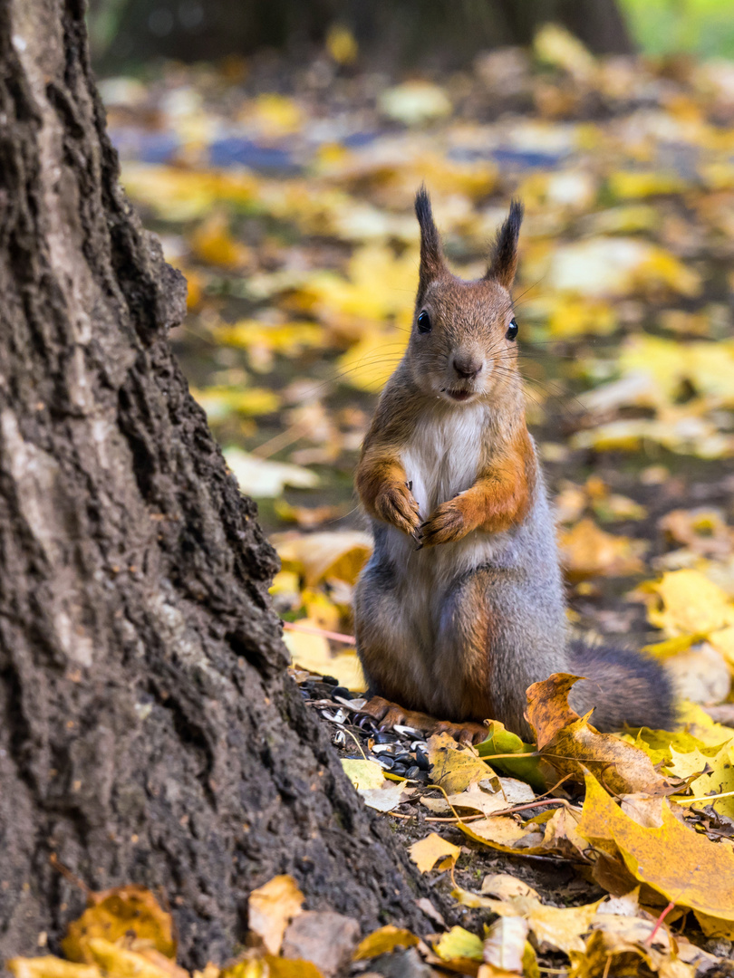 Grauhörnchen oder Eichhörnchen? (1)