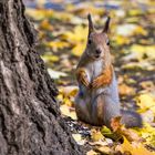 Grauhörnchen oder Eichhörnchen? (1)