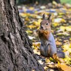 Grauhörnchen oder Eichhörnchen? (2)