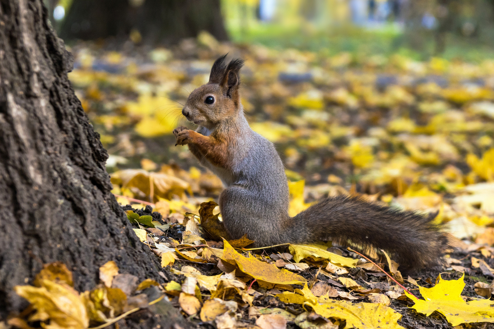 Grauhörnchen oder Eichhörnchen? (3)