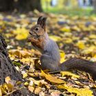 Grauhörnchen oder Eichhörnchen? (3)