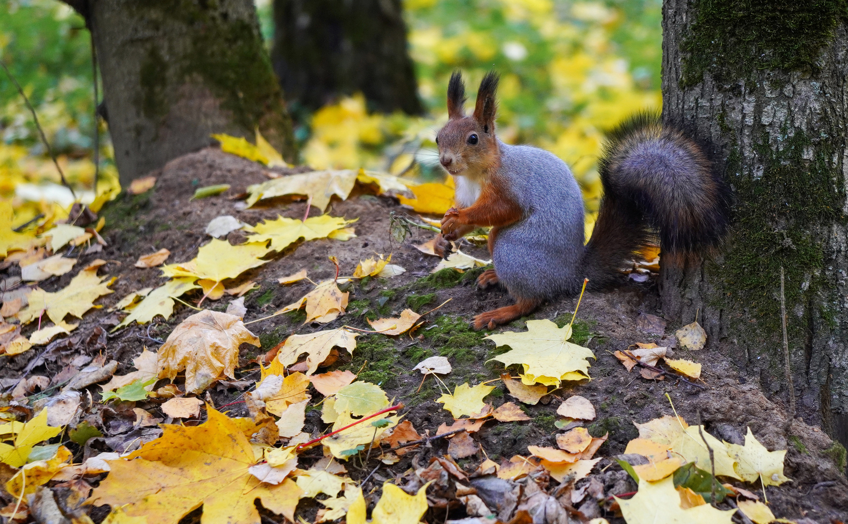 Grauhörnchen oder Eichhörnchen? (4)