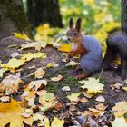 Grauhörnchen oder Eichhörnchen? (4)