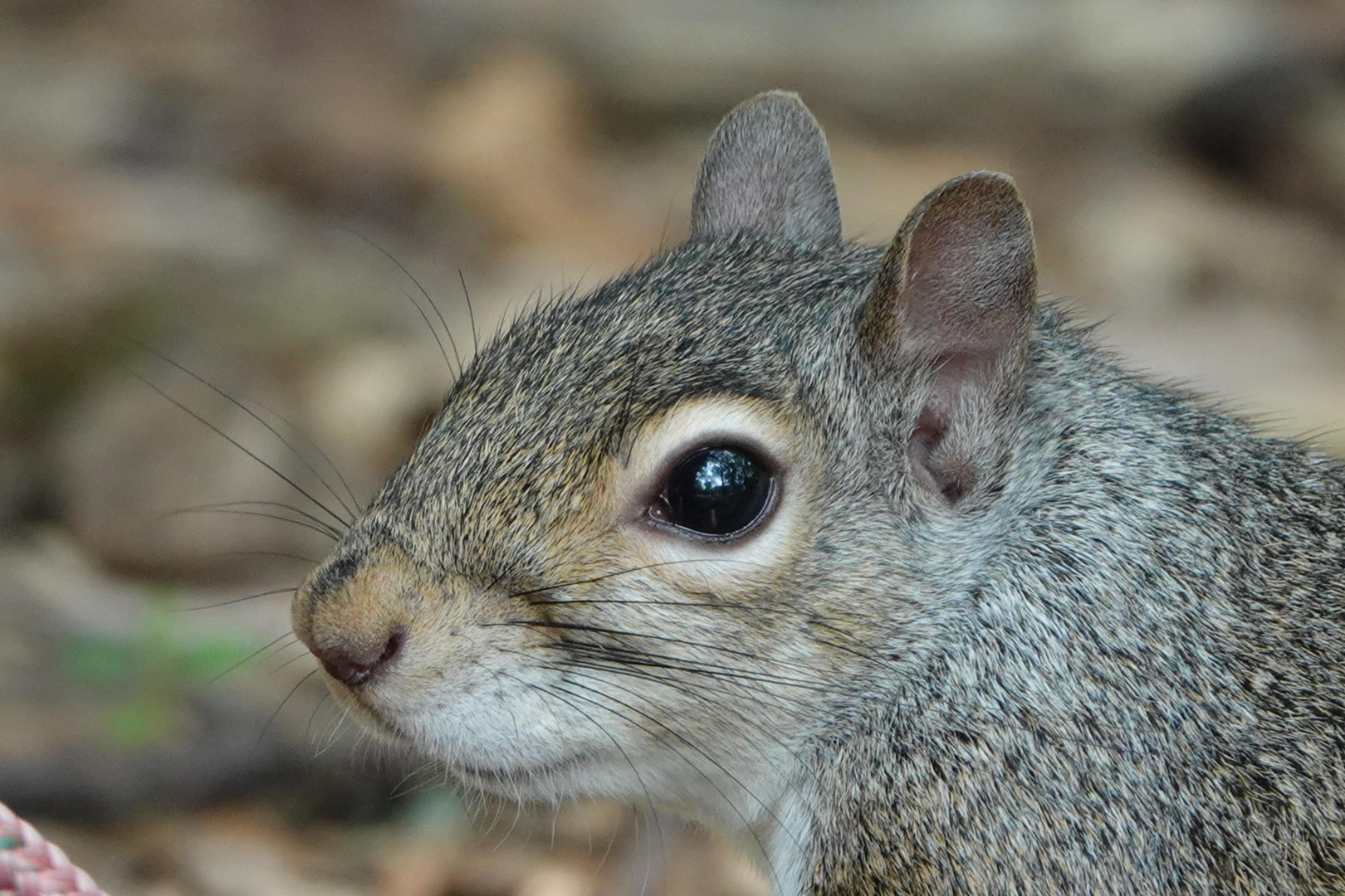 Grauhörnchen-Porträt