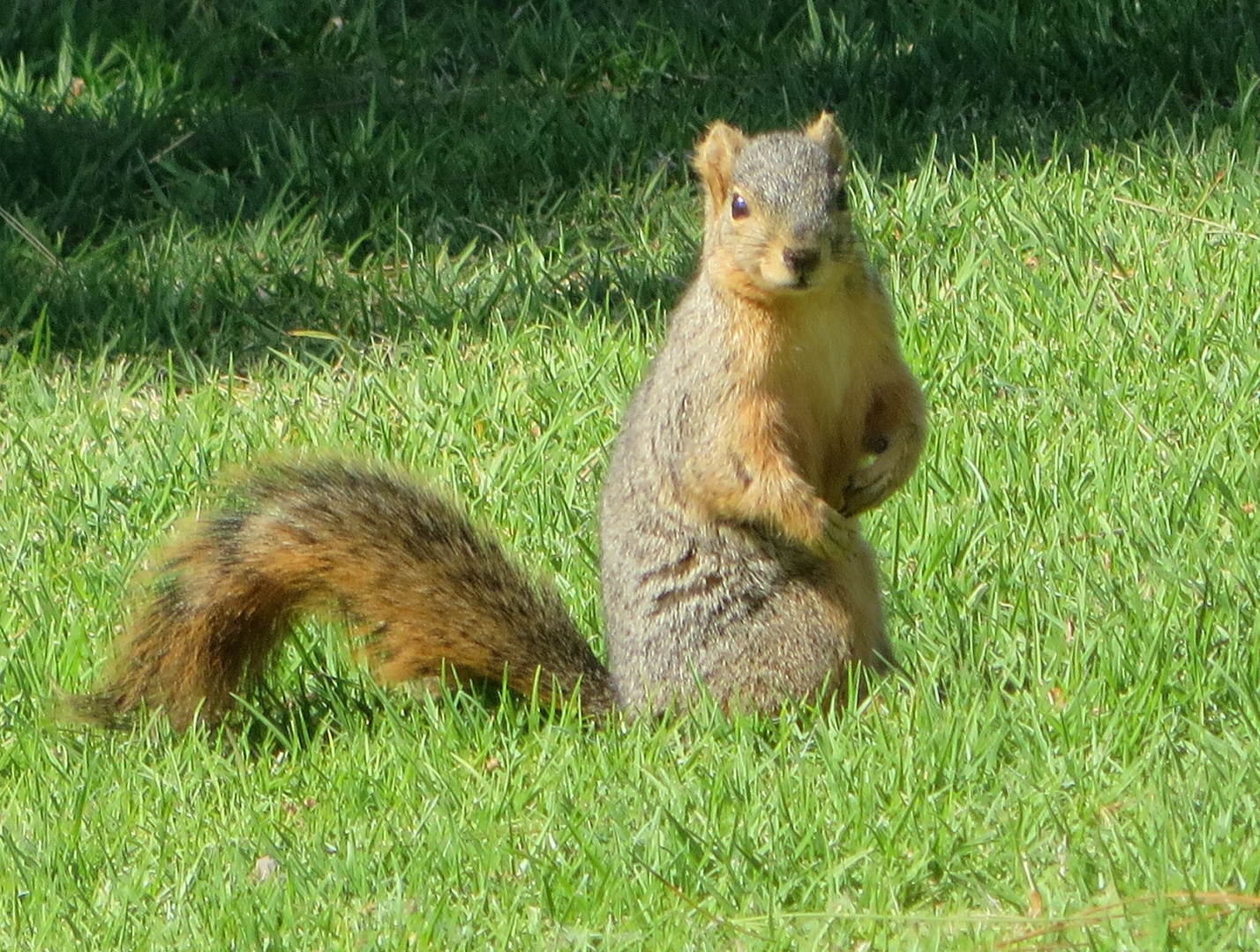 Grauhörnchen - Scirius carolinensis