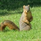 Grauhörnchen - Scirius carolinensis