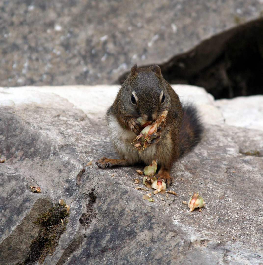 Grauhörnchen (Sciurus carolinensis) (2)