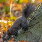 Grauhörnchen (Sciurus carolinensis) 