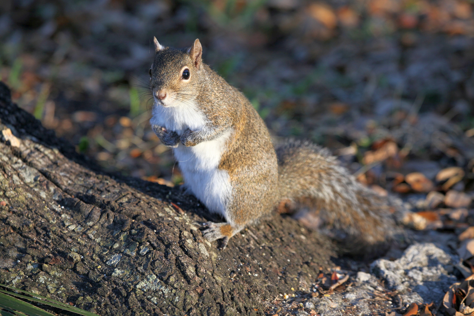 Grauhörnchen_1