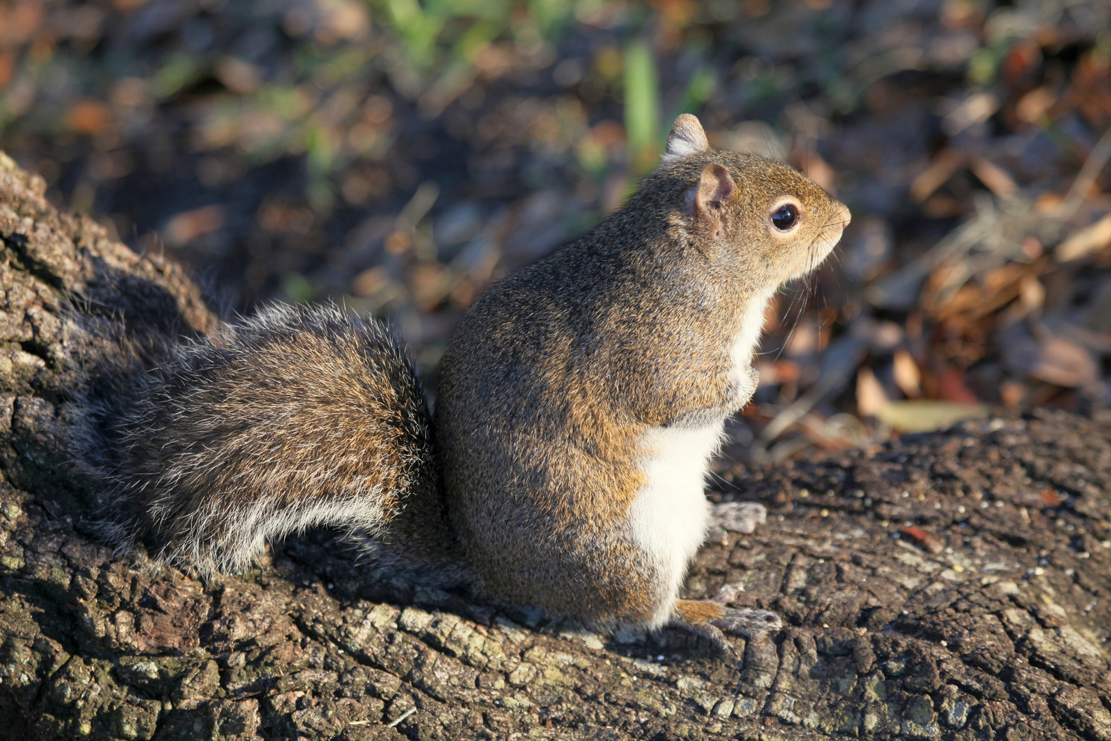 Grauhörnchen_2