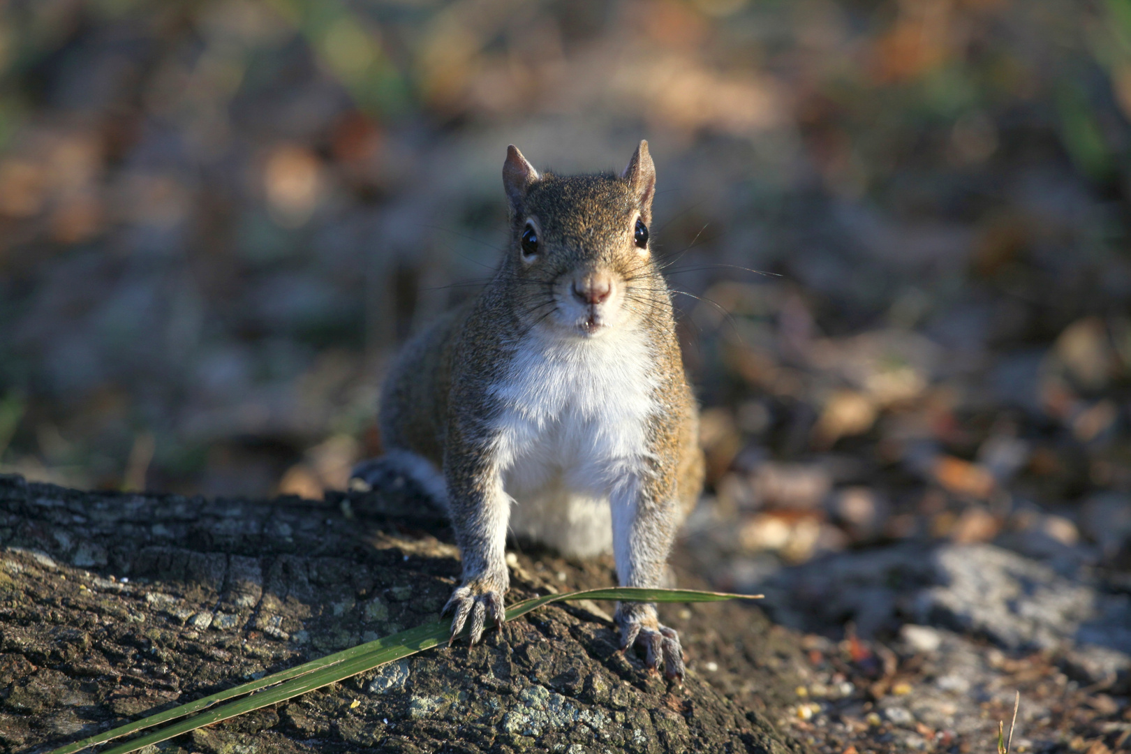 Grauhörnchen_4