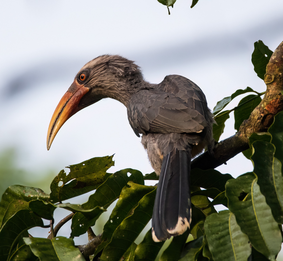 Grauhornvogel-Ocyceros griseus