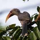 Grauhornvogel-Ocyceros griseus