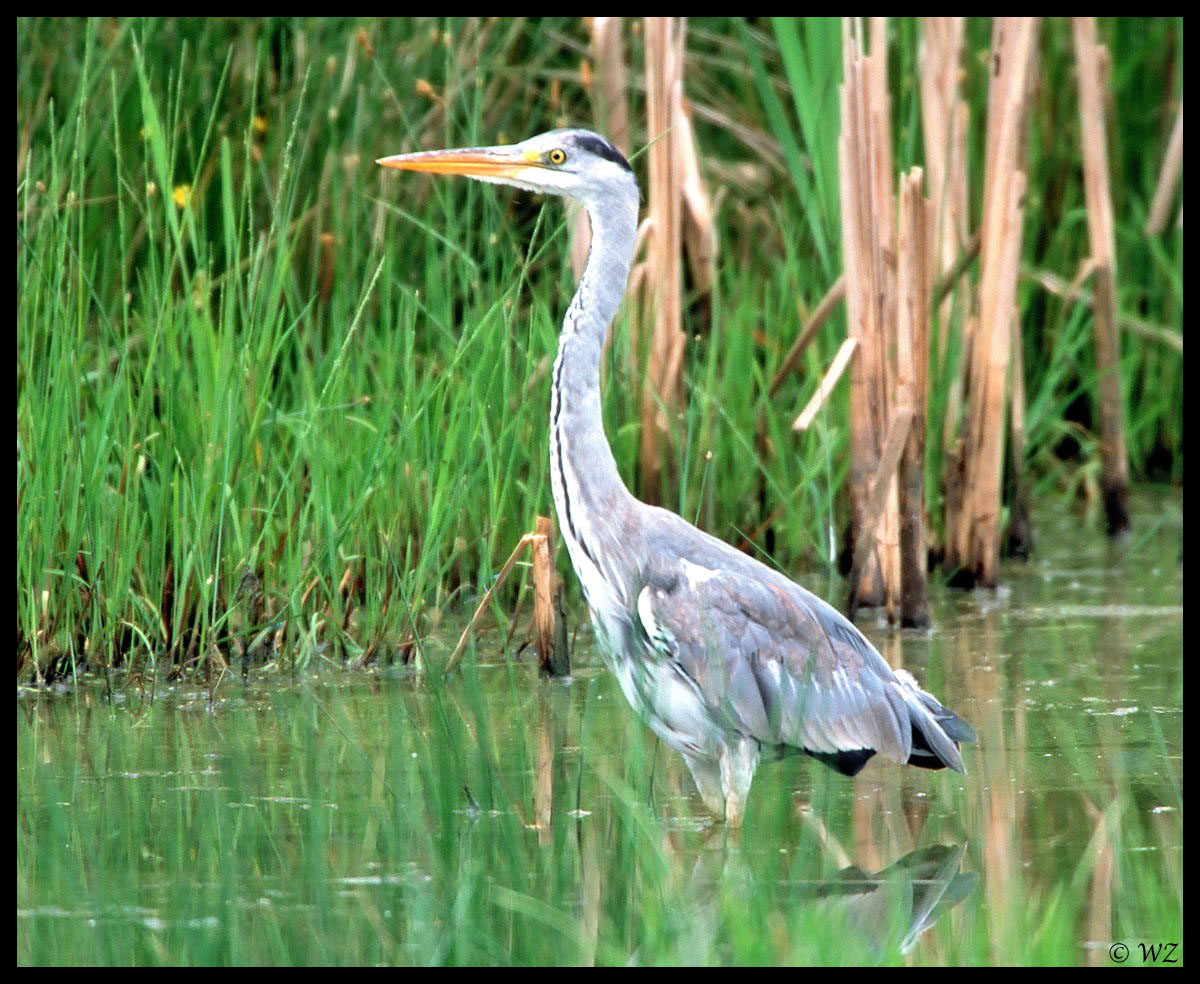 - Grauhreiher 1 - ( Ardea cinerea )