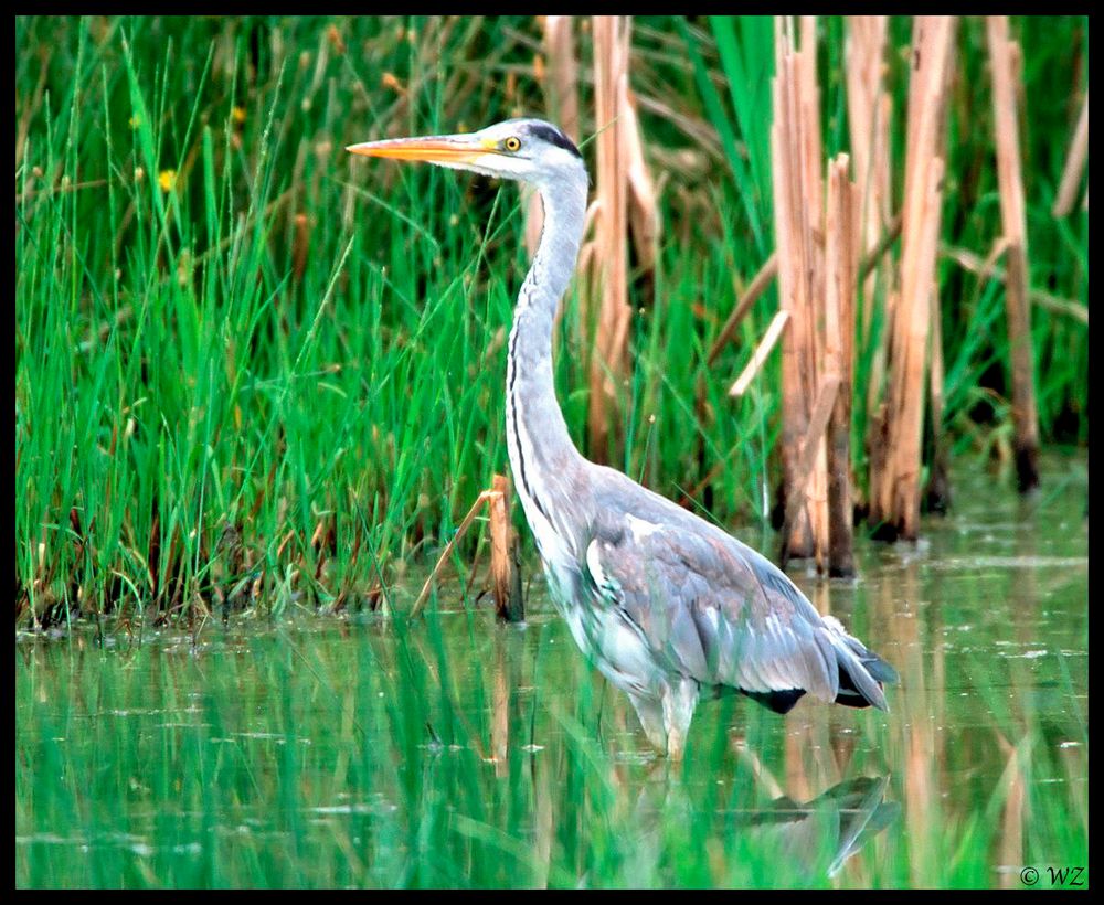 - Grauhreiher 1 - ( Ardea cinerea )