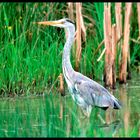 - Grauhreiher 1 - ( Ardea cinerea )