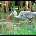 - Grauhreiher 2 - ( Ardea cinerea )