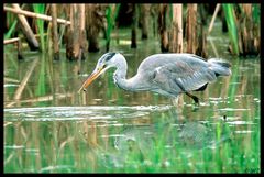 - Grauhreiher 2 - ( Ardea cinerea )