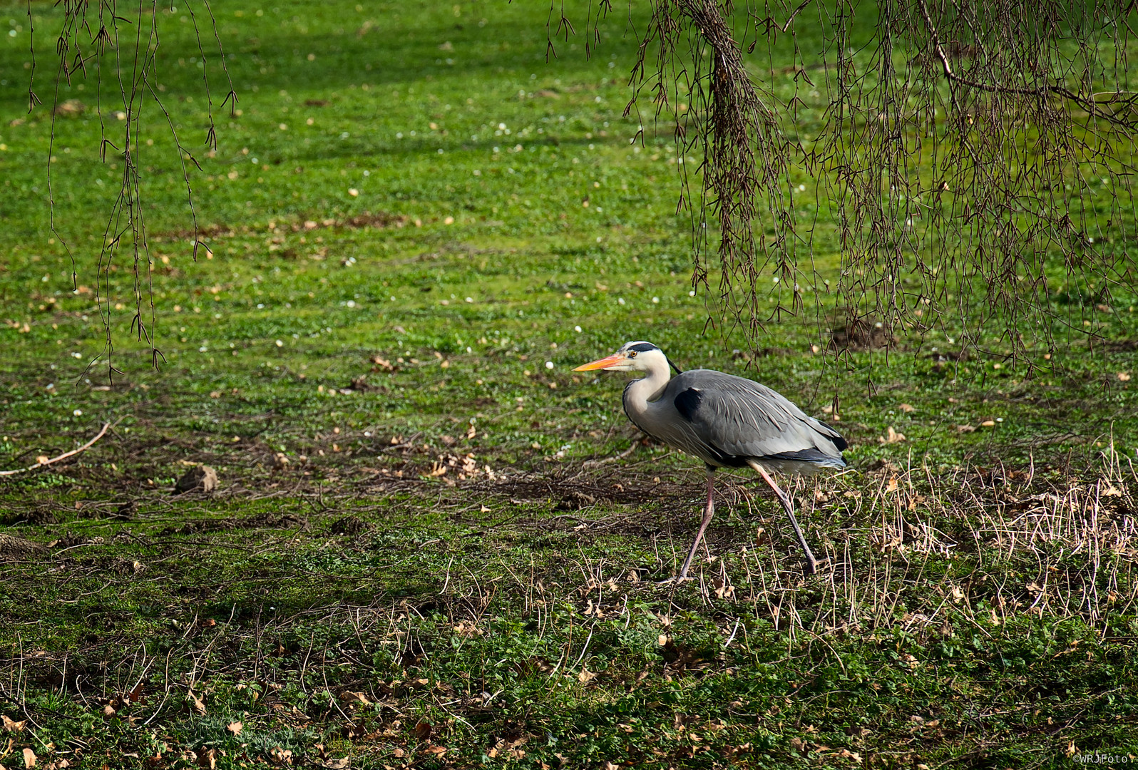 Grauhreiher auf der Wiese