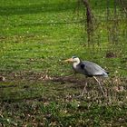 Grauhreiher auf der Wiese