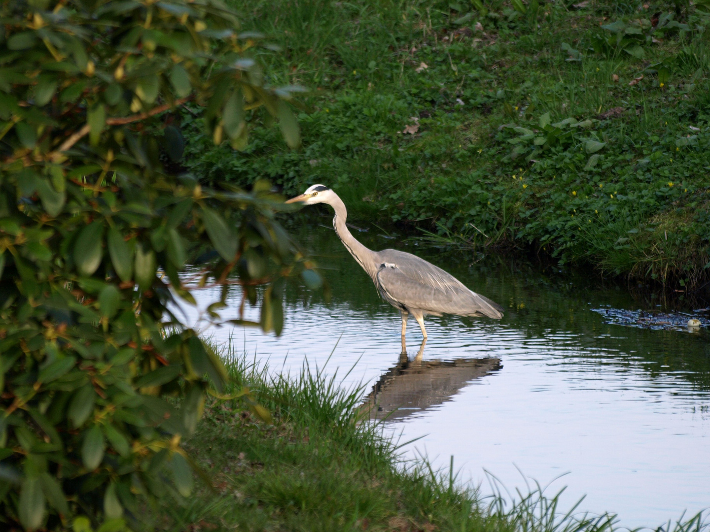 Grauhreiher im Branitzer Park