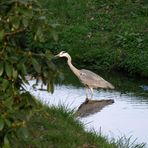 Grauhreiher im Branitzer Park