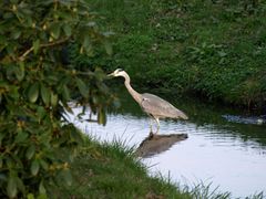 Grauhreiher im Branitzer Park