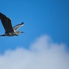 Grauhreiher im Vorbeiflug