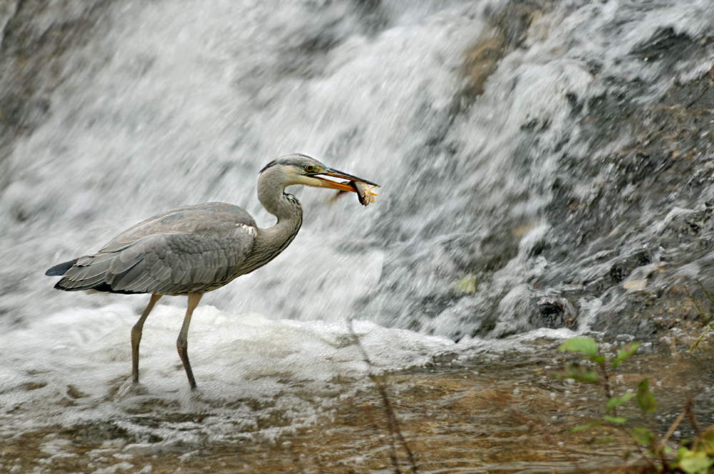 Grauhreiher mit einem gefangenen Fisch