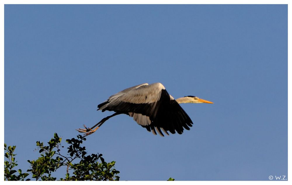 ---- Grauhreiher Nr. 4 ---- ( Ardea cinerea )