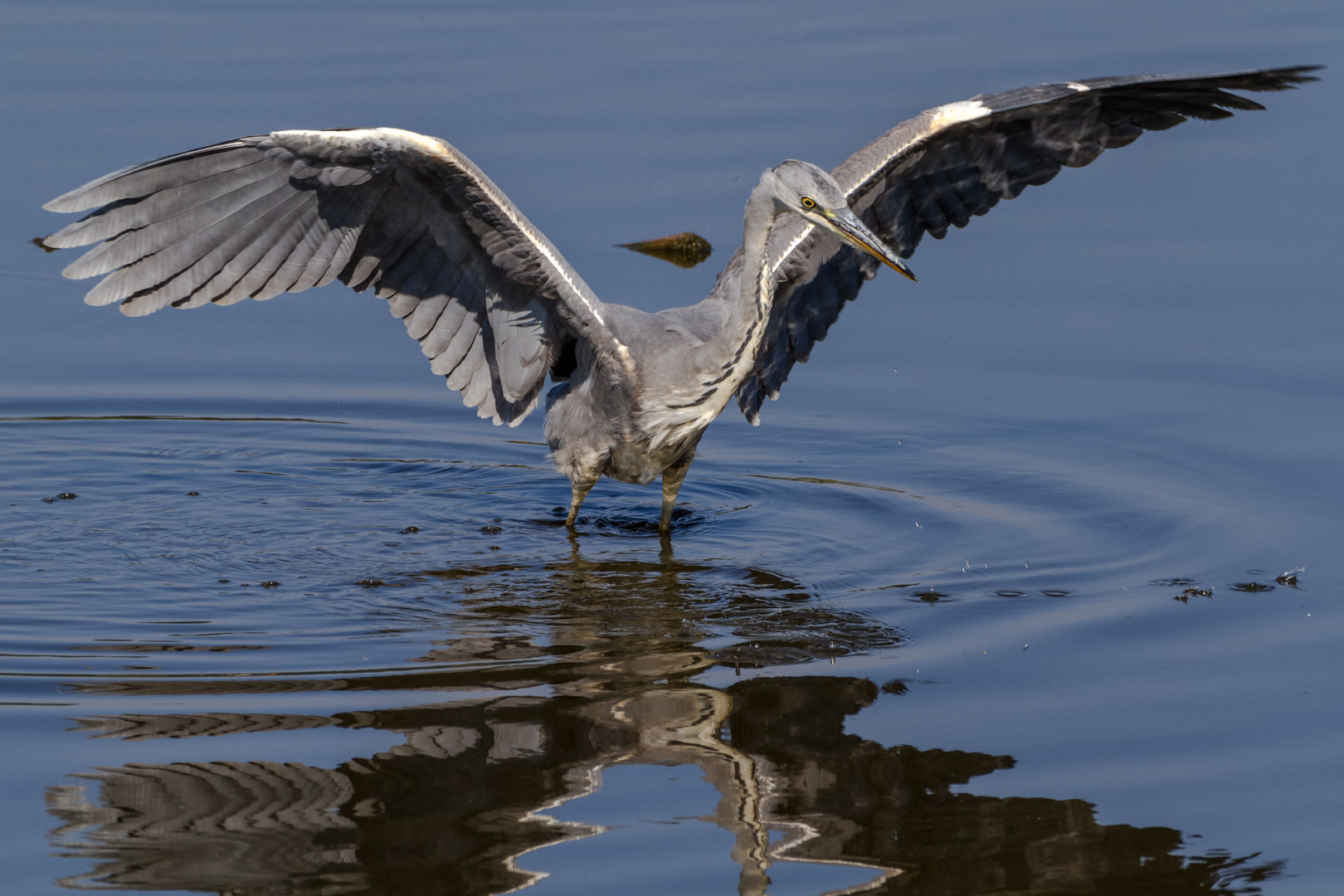 Grauhreiher, ready for take off 