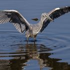 Grauhreiher, ready for take off 