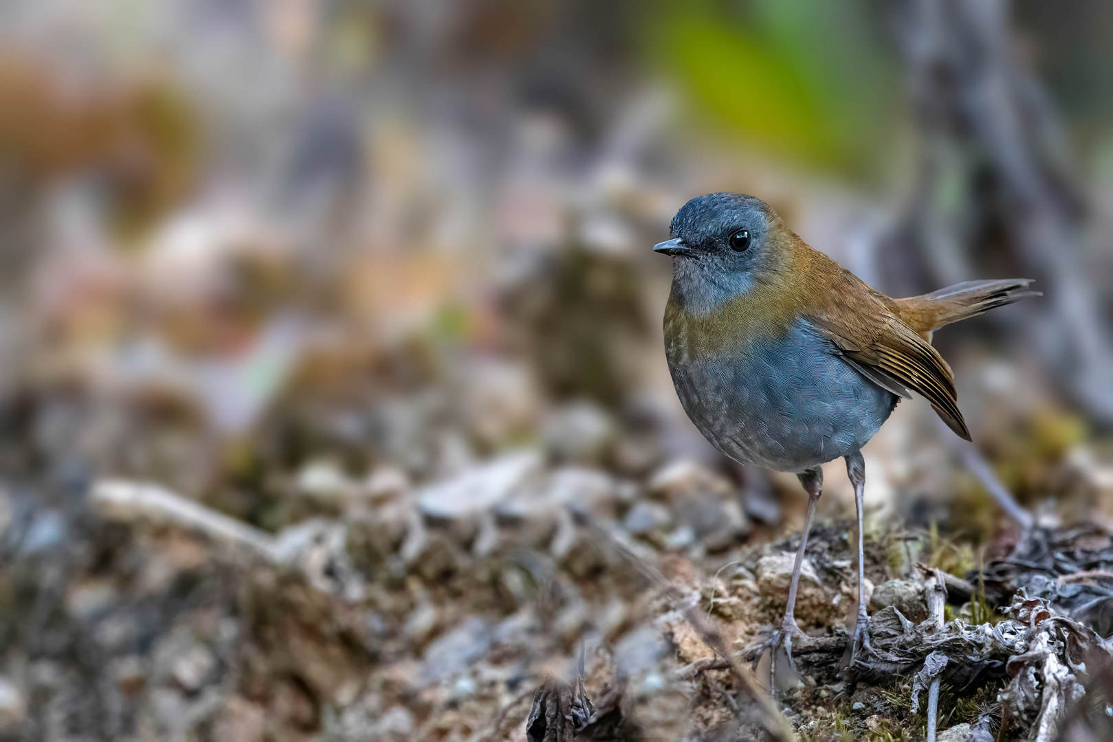 Graukehl-Drossel / Black-billed nightingale thrush