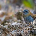 Graukehl-Drossel / Black-billed nightingale thrush