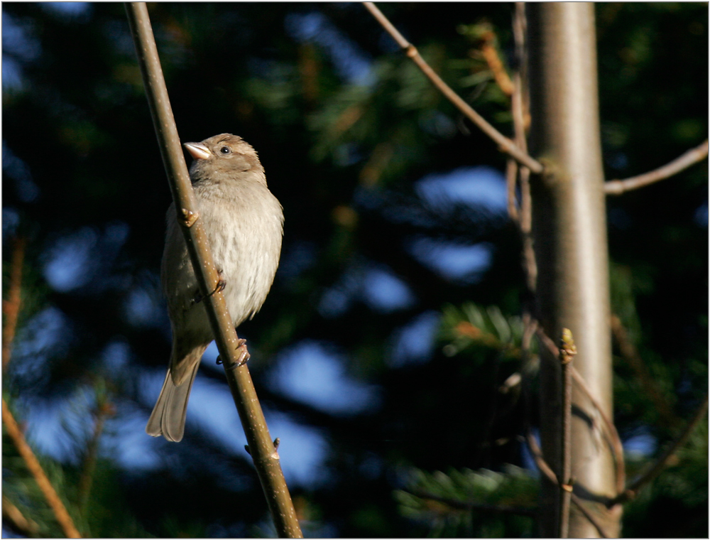 Graukehlchen Foto & Bild tiere, wildlife, wild lebende vögel Bilder