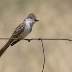 Graukehltyrann - Ash-throated Flycatcher (Myiarchus cinerascens)