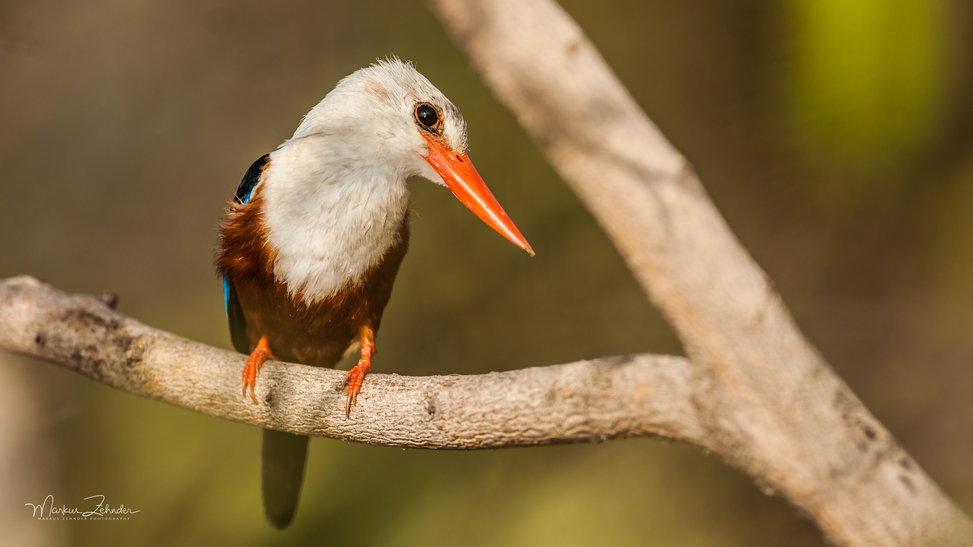 Graukopf Eisvogel Grey Headed Kingfisher