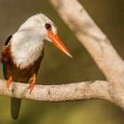 Graukopf Eisvogel Grey Headed Kingfisher