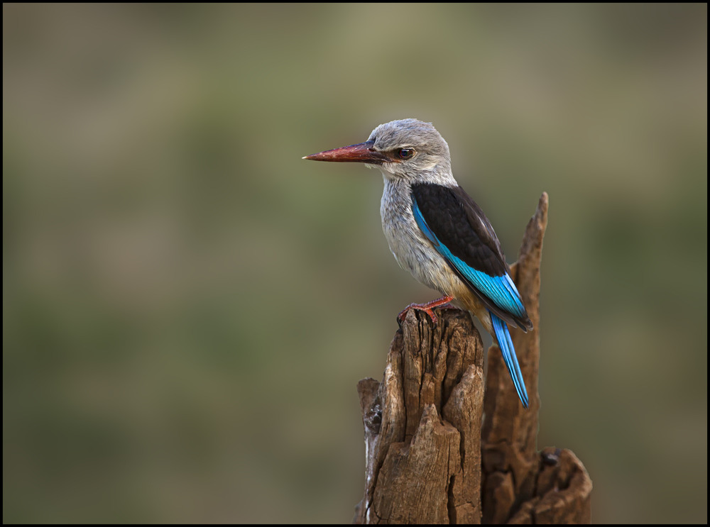 "Graukopf-Kingfisher" (2)