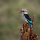 "Graukopf-Kingfisher" (2)