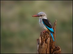 "Graukopf-Kingfisher" (2)