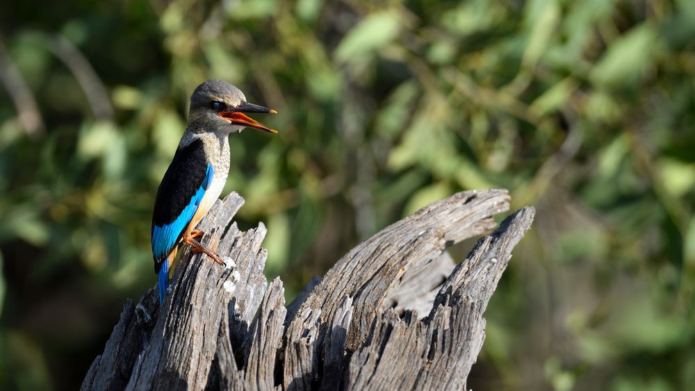 Graukopf Kingfisher